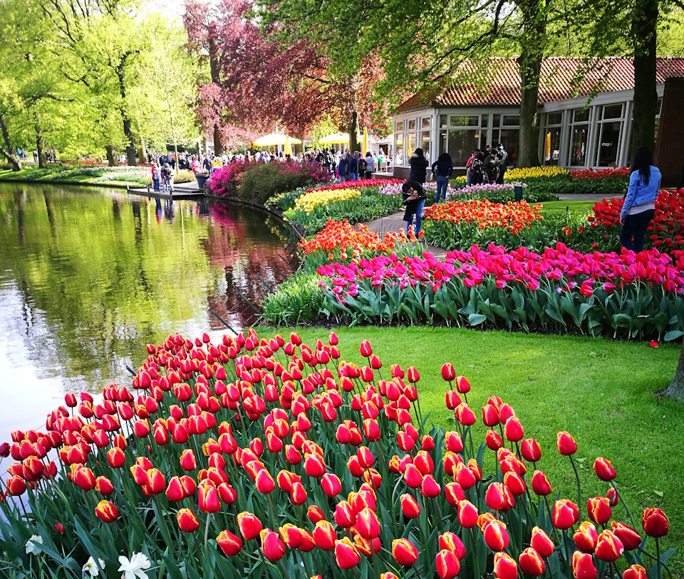 Тайны Кекенхофа — королевство тюльпанов в Лиссе (Нидерланды) 2 История создания парка Кекенхоф