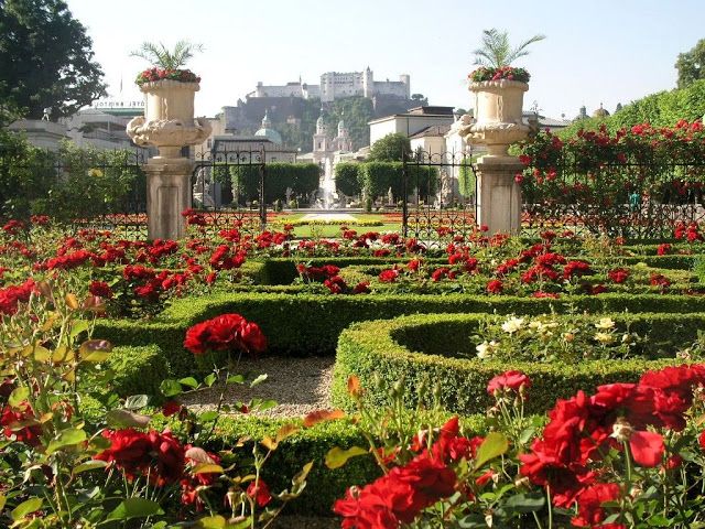 Цветущие террасы сада Мирабель в Зальцбурге (Австрия) 4 Кустарники и деревья