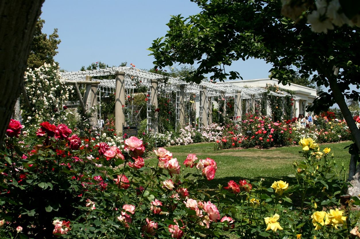 Сады Хантингтон в Сан-Марино (Калифорния, США) 5 1. Сад кактусов и суккулентов