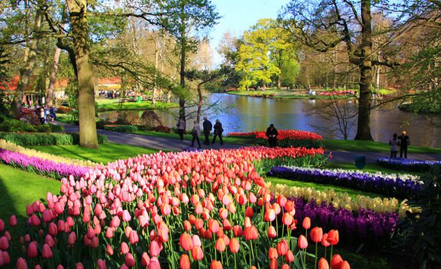 Тайны Кекенхофа — королевство тюльпанов в Лиссе (Нидерланды) 9 Кемпинги и дачи