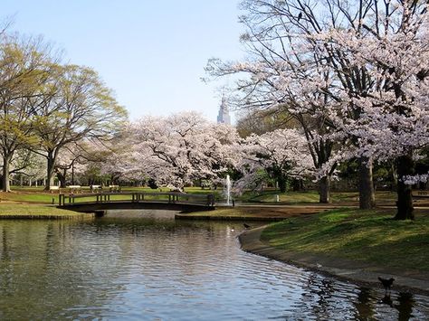 Удивительный парк Йойоги в Токио — место для всех 4 Японский сад