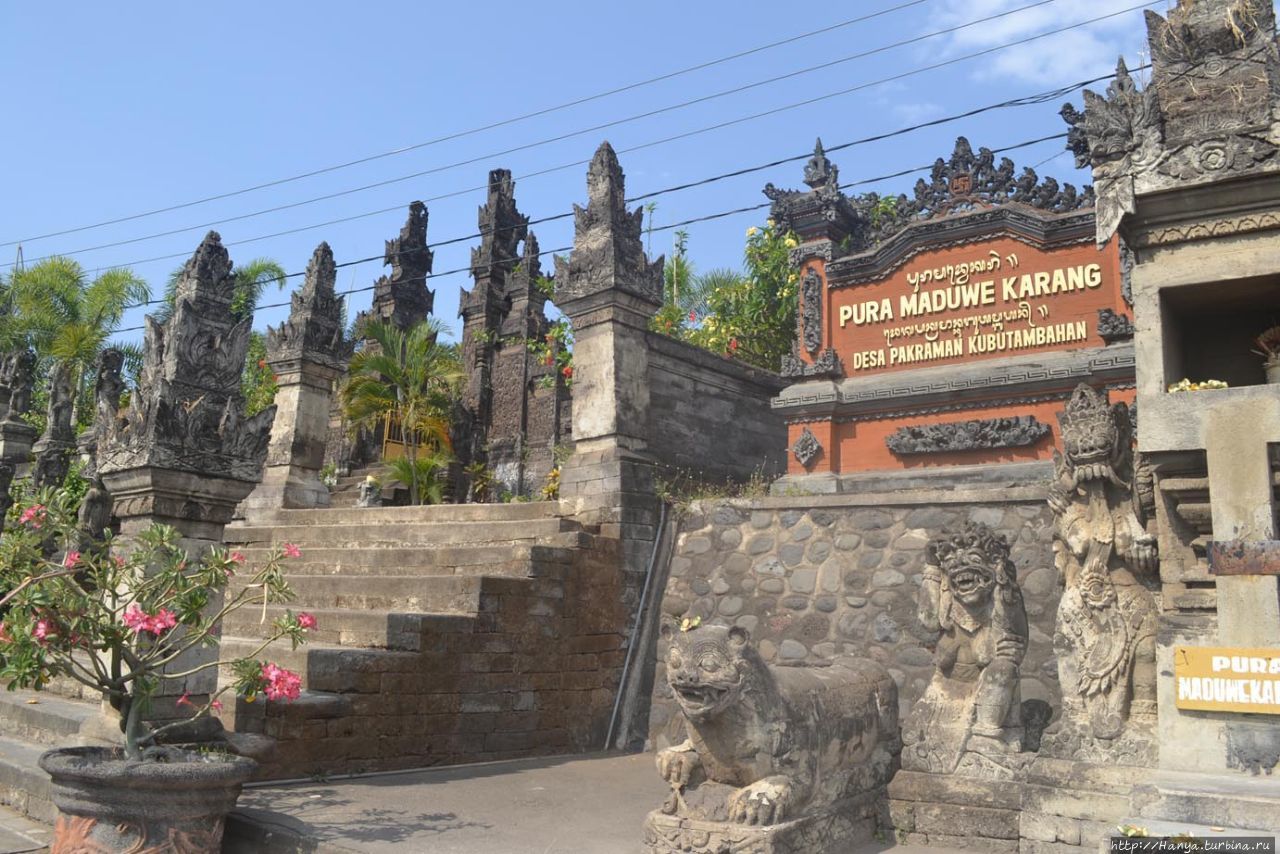 Спокойствие сада Сингараджа в Бали (Индонезия) 6 Наблюдение за птицами