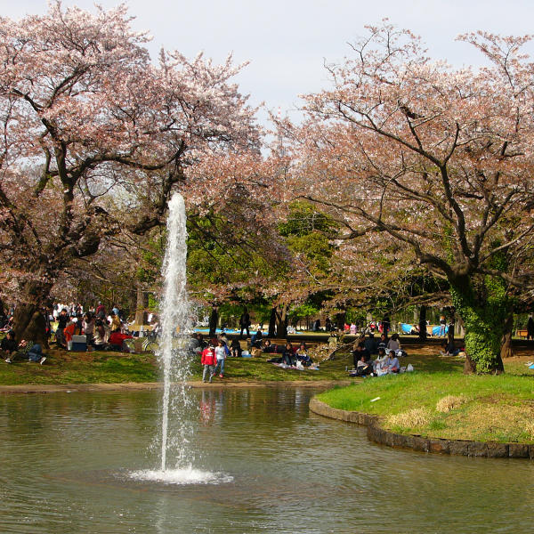 Удивительный парк Йойоги в Токио — место для всех 2 Как добраться до парка Йойоги на общественном транспорте?