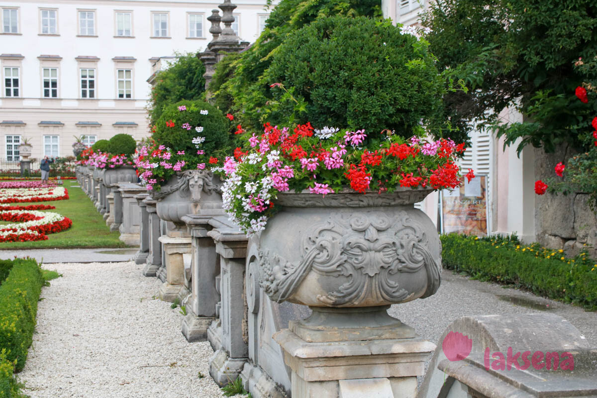 Цветущие террасы сада Мирабель в Зальцбурге (Австрия) 3 Цветы