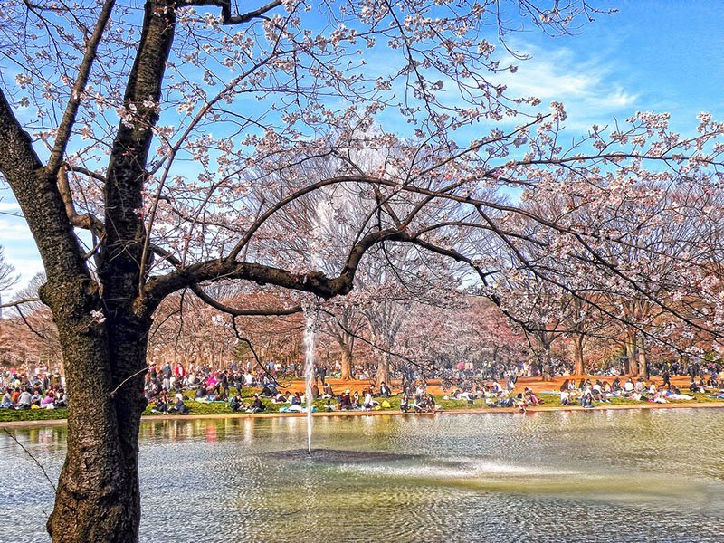 Удивительный парк Йойоги в Токио — место для всех 3 Что можно увидеть в парке: ключевые достопримечательности