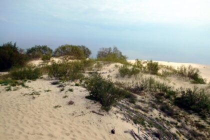 Экскурсия на Куршскую косу: как съездить самостоятельно 3 Экскурсия на Куршскую косу