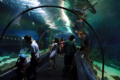 10 Жизненно Важных Советов, Которые Сделают Ваш Визит в Океанариум Сочи Невероятным!