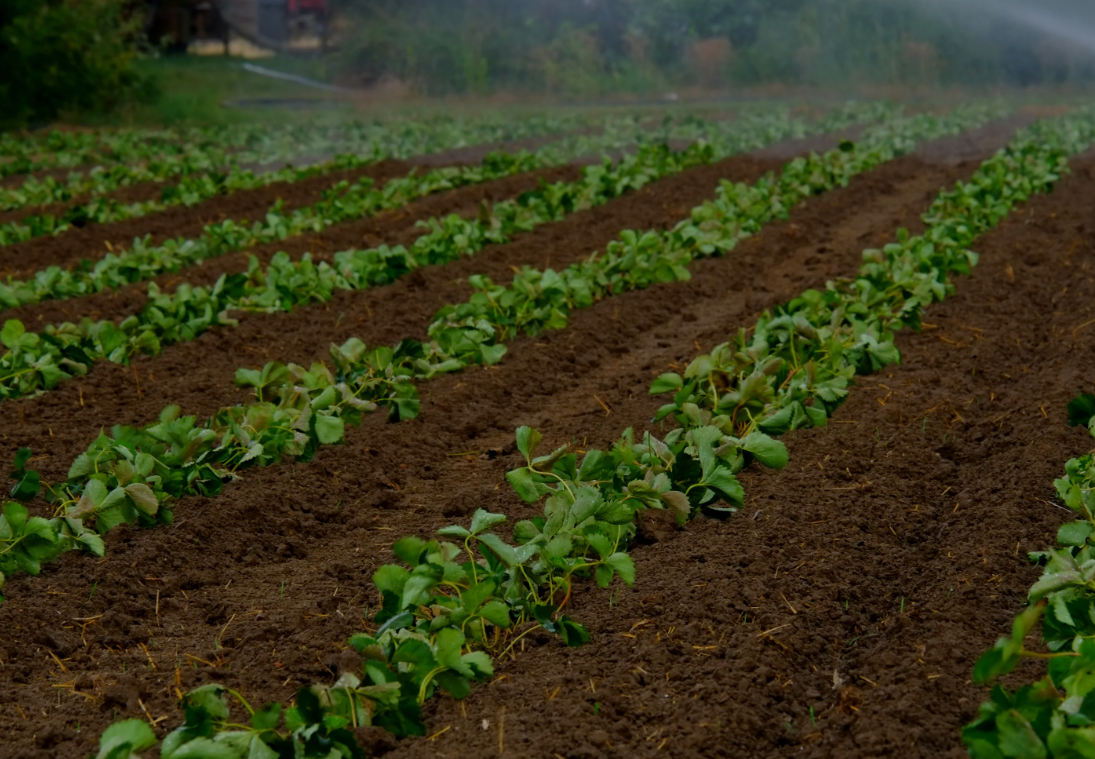 udobreniya-po-listu-kakie-preimuschestva-i-sposoby-primeneniya-3