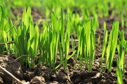 Удобрения по листу - какие преимущества и способы применения 8 Удобрения по листу - какие преимущества и способы применения