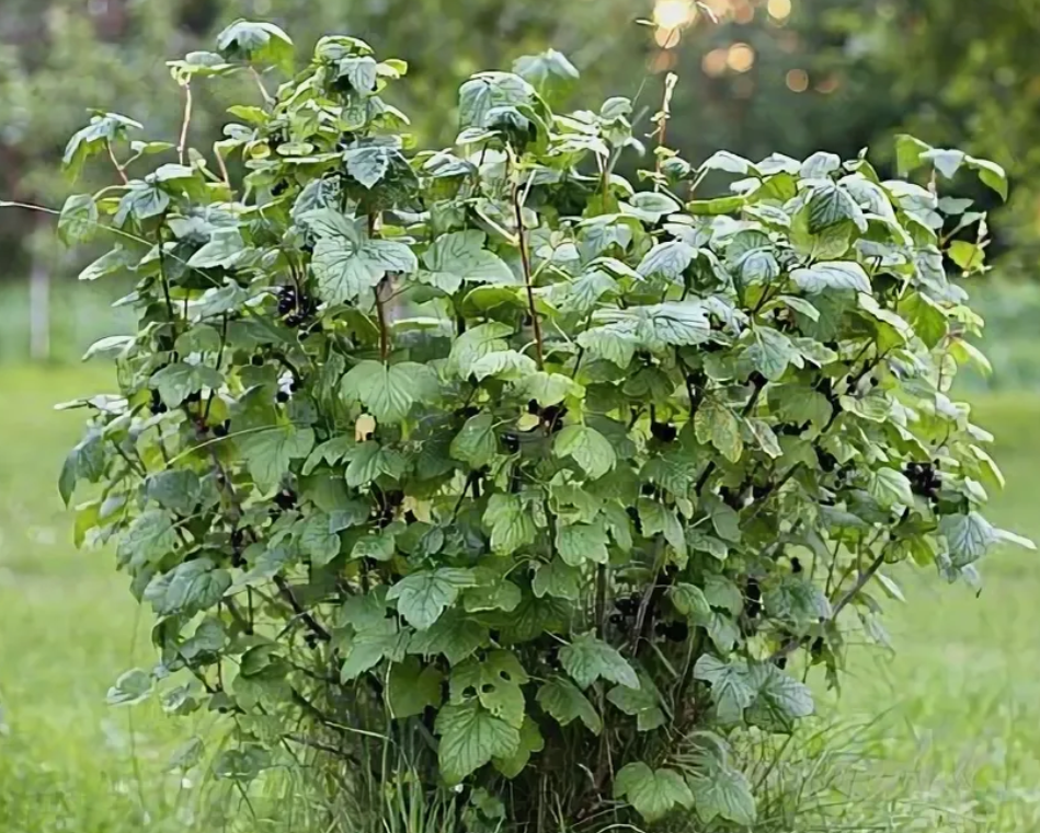 Внекорневые удобрения - эффективность и применение vnekornevye-udobreniya-effektivnost-i-primenenie-4