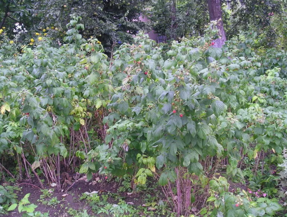 Внекорневые удобрения - эффективность и применение Внекорневые удобрения - эффективность и применение