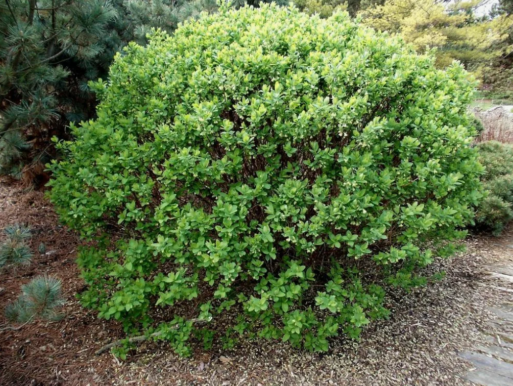 Внекорневые удобрения - эффективность и применение vnekornevye-udobreniya-effektivnost-i-primenenie-3